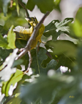 Yellow Warbler